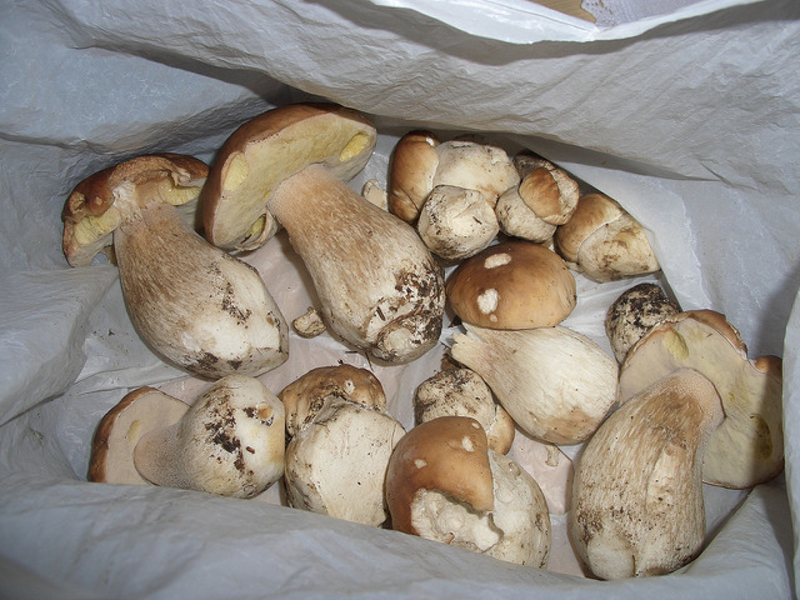 сбор дикорастущих грибов в Италии