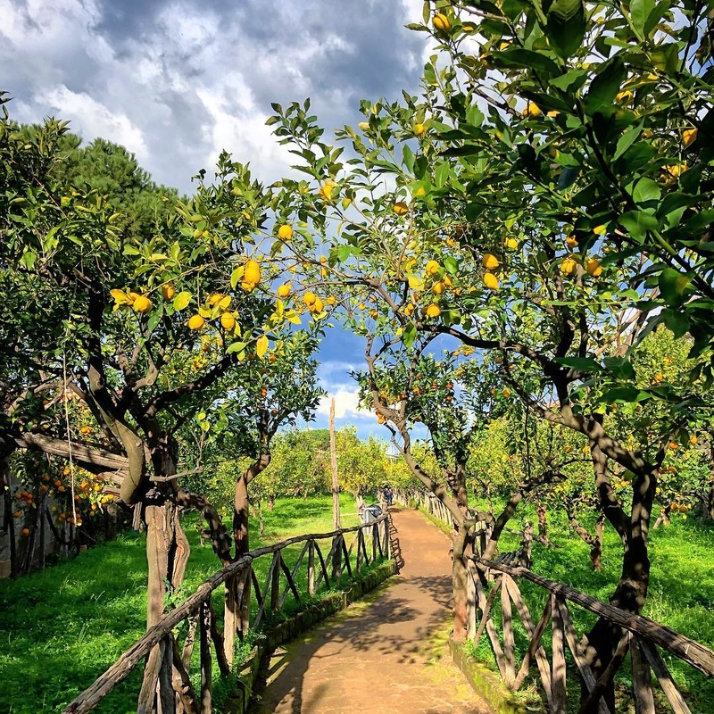 limone sorrento igp