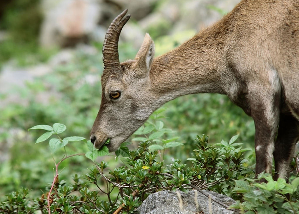 Обитатель природного парка - горный козел