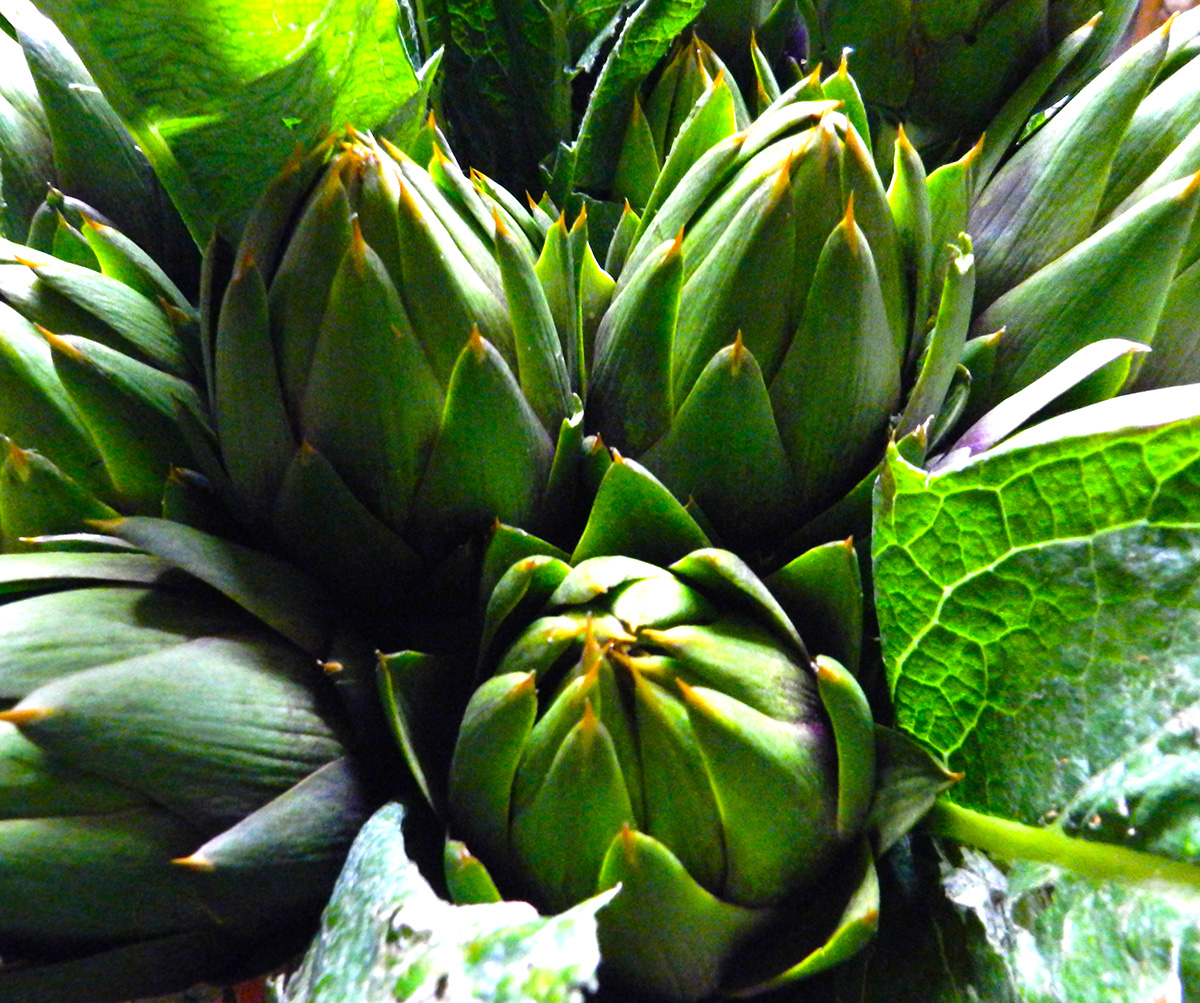 carciofo sardo