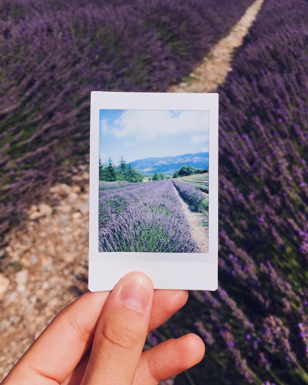 parco della lavanda
