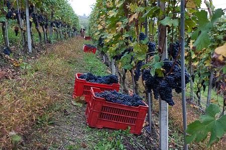 https://italia-ru.com/files/nebbiolo_da_barbaresco1.jpg